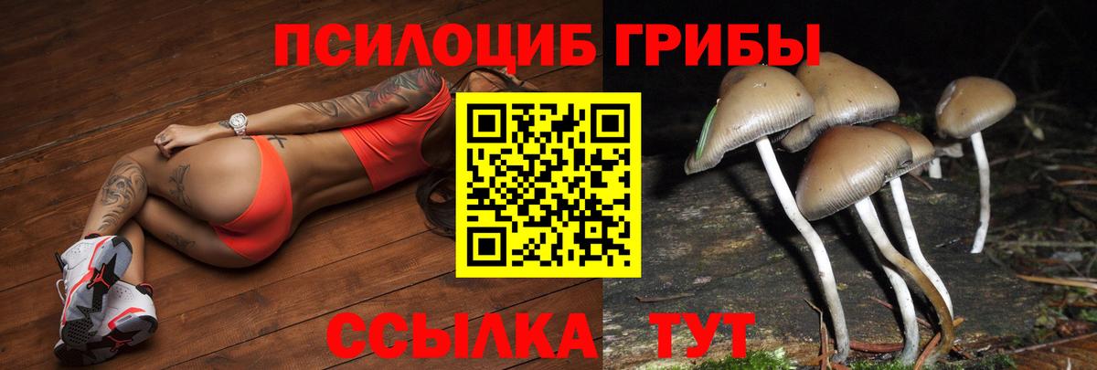 Псилоцибиновые грибы Cubensis Сафоново